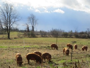 The animals at Maplelane Farm